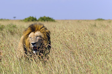 Image showing African lion enjoying an grassy area of Masai Mara National Rese