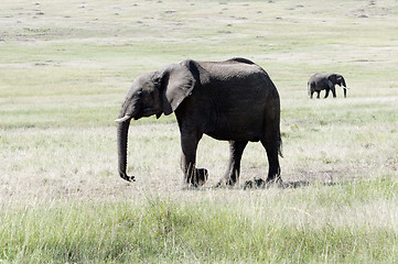 Image showing African elephants