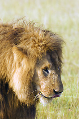 Image showing African lion , Masai Mara, Kenya