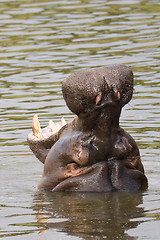 Image showing Hippopotamus showing teeth