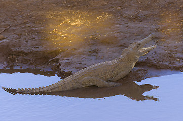Image showing Kenyan Nile Crocodile sunbathing