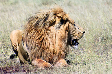 Image showing African lion resting after successful  hunt