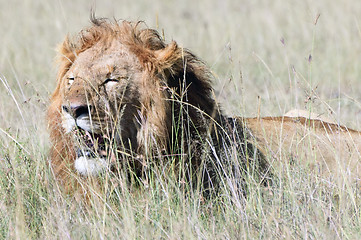 Image showing African lion , Masai Mara, Kenya