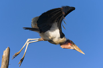 Image showing marabou in flight