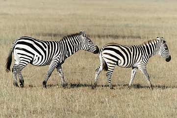 Image showing Plains zebras