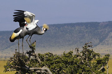 Image showing Grey Crowned Cranes 