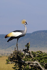 Image showing Grey Crowned Crane 