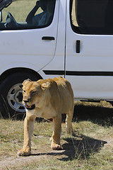 Image showing Lioness- brief encounter