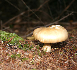 Image showing Wild Mushroom