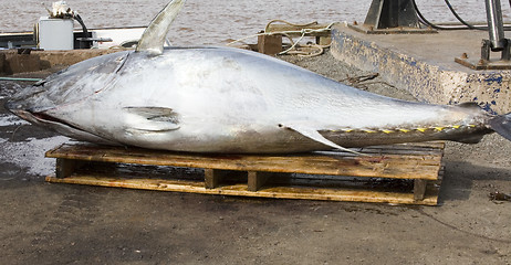 Image showing Blue Fin Tuna