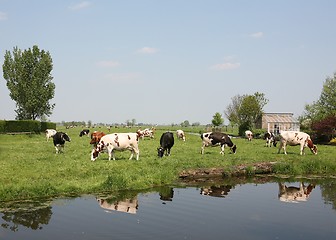 Image showing Dutch farmland