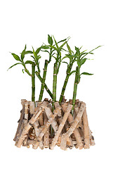 Image showing Bamboo