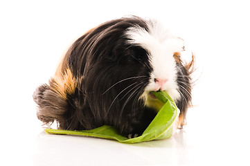 Image showing guinea pig isolated on the white background. coronet