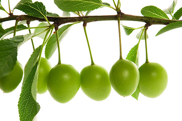 Image showing growing green plums isolated on the white