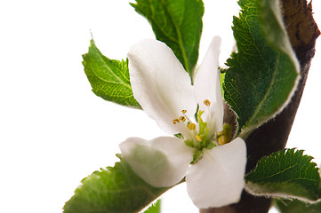 Image showing detail of branch Apple tree at spring time 