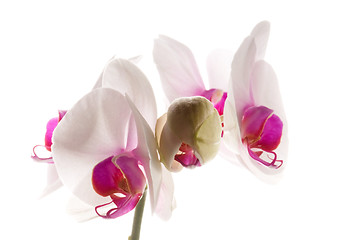 Image showing White orchid on white