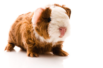 Image showing newborn guinea pig