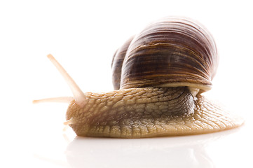 Image showing Snail