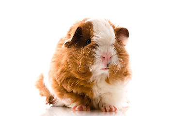Image showing baby guinea pig. texel