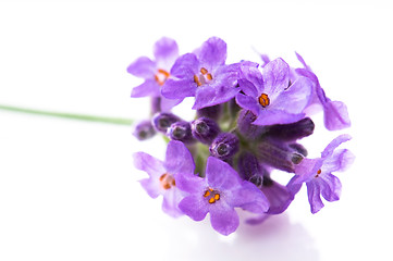 Image showing lavender flower on the white background