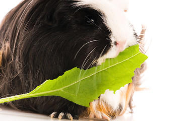 Image showing guinea pig isolated on the white background. coronet