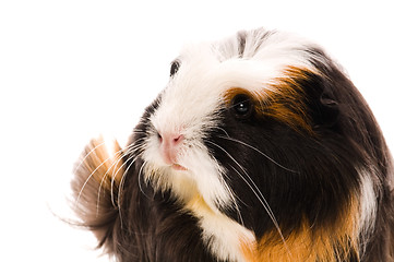 Image showing guinea pig isolated on the white background. coronet