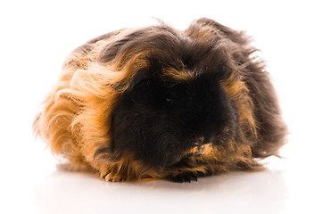 Image showing guinea pig isolated on the white background. marino