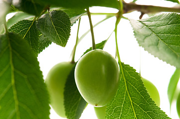 Image showing growing green plums isolated on the white