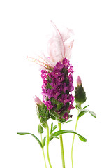 Image showing lavender flower on the white background