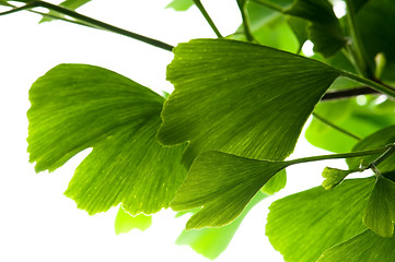 Image showing Ginkgo biloba green leaf isolated on white background 