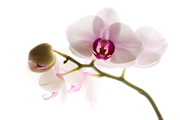 Image showing White orchid on white