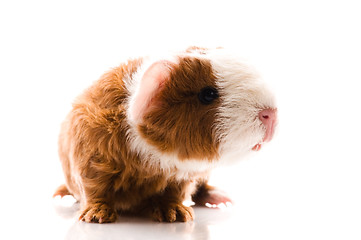 Image showing newborn guinea pig