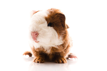 Image showing newborn guinea pig