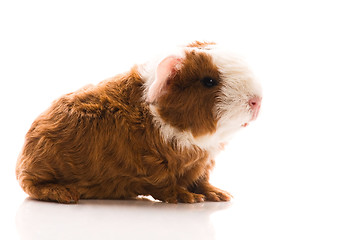 Image showing newborn guinea pig