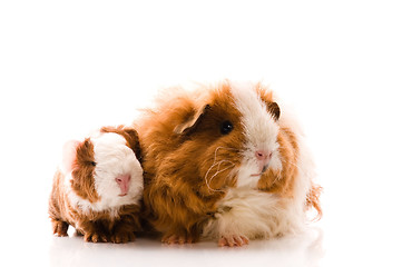 Image showing guinea pigs on the white