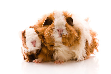 Image showing guinea pigs on the white