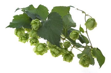 Image showing Detail of hop cone and leaves on white background 