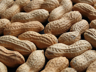 Image showing Peanut