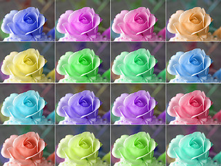 Image showing Popart roses