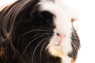 Image showing guinea pig isolated on the white background. coronet