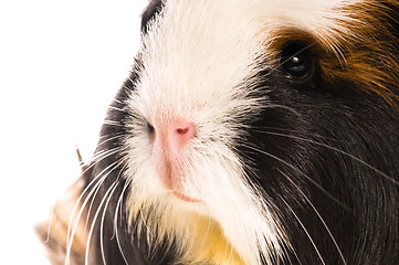 Image showing guinea pig isolated on the white background. coronet