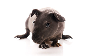 Image showing skinny guinea pig isolated on the white background