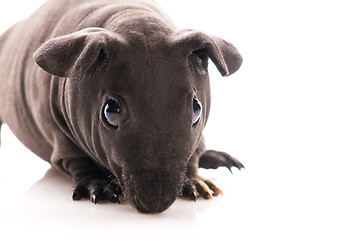 Image showing skinny guinea pig isolated on the white background