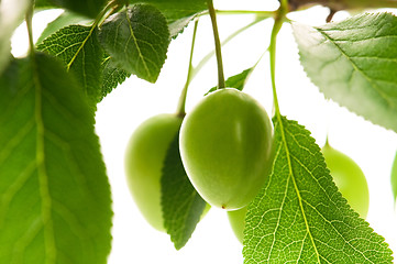 Image showing growing green plums isolated on the white