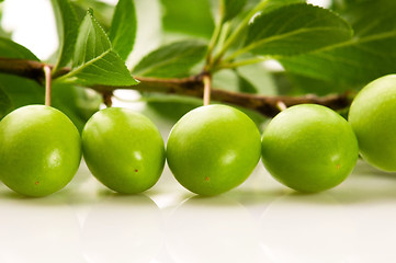 Image showing growing green plums isolated on the white