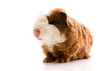 Image showing newborn guinea pig