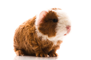 Image showing newborn guinea pig