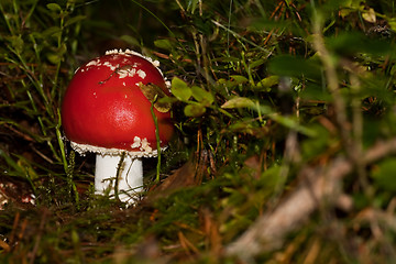 Image showing fly agaric