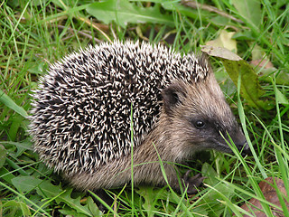 Image showing hedgehog in the grass