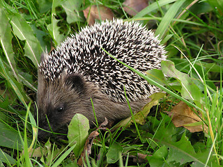 Image showing hedgehog in the grass